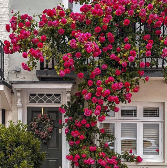 Elegant Climbing Rose Flower Seeds