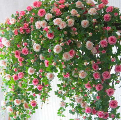 Elegant Climbing Rose Flower Seeds