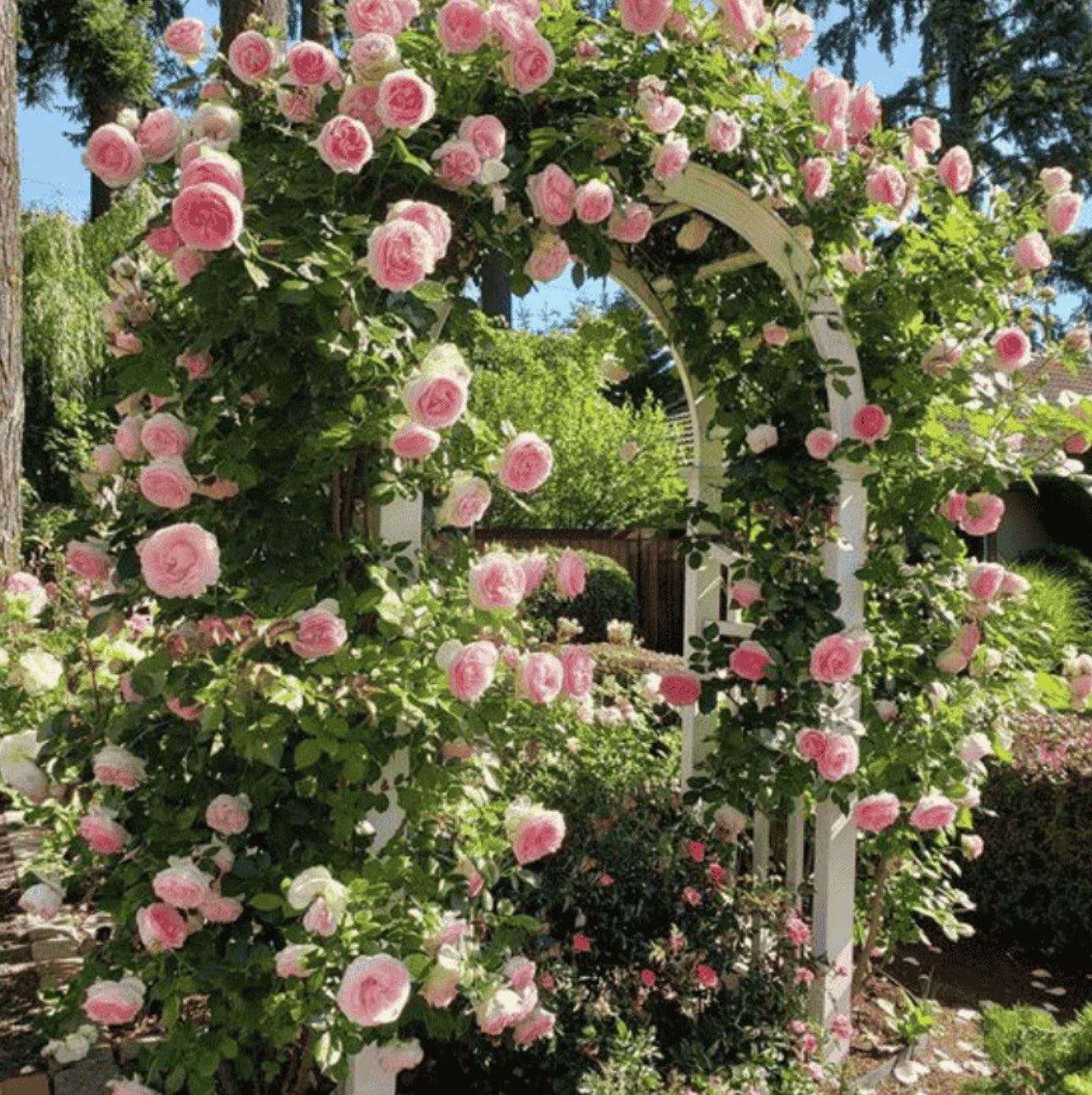 Elegant Climbing Rose Flower Seeds