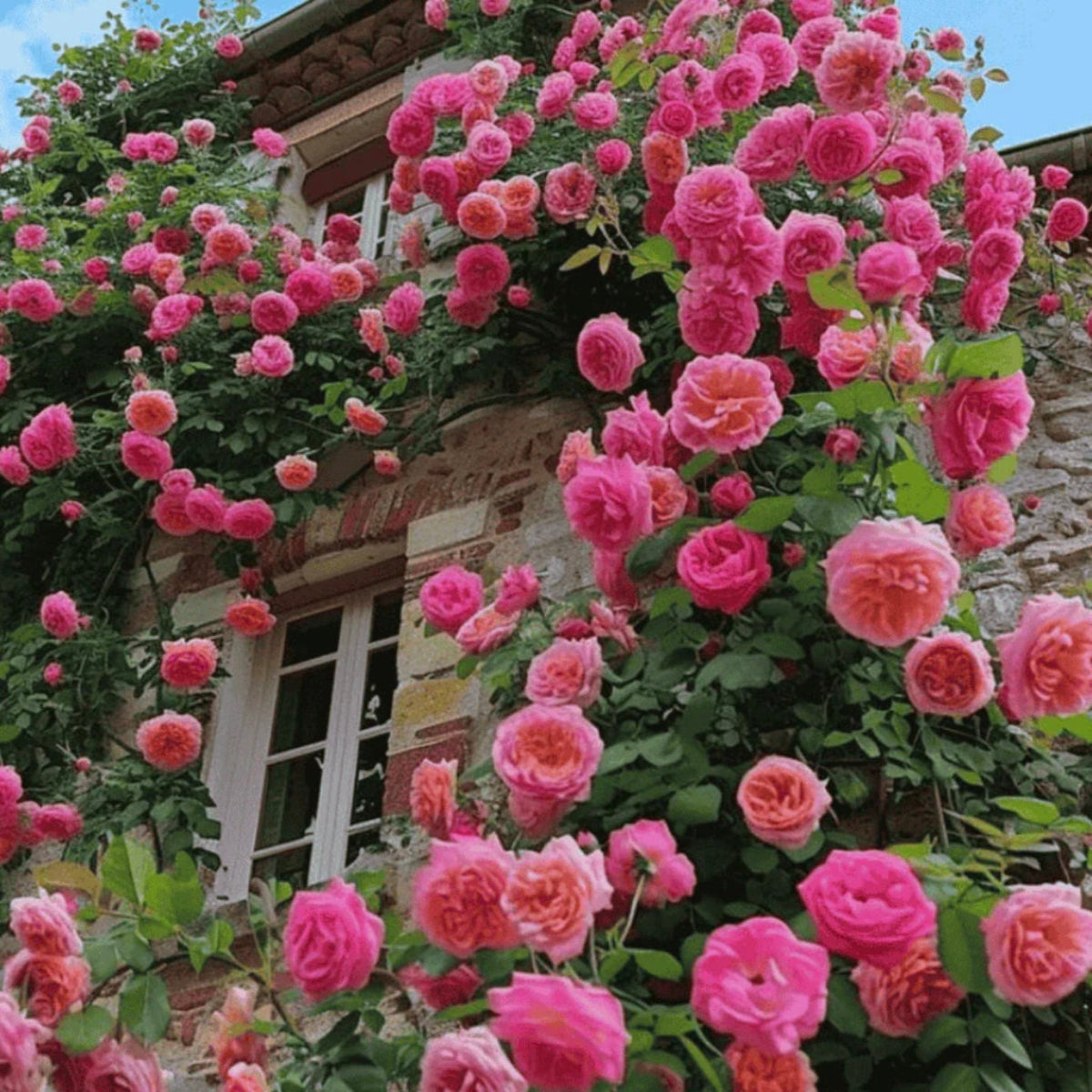 Elegant Climbing Rose Flower Seeds