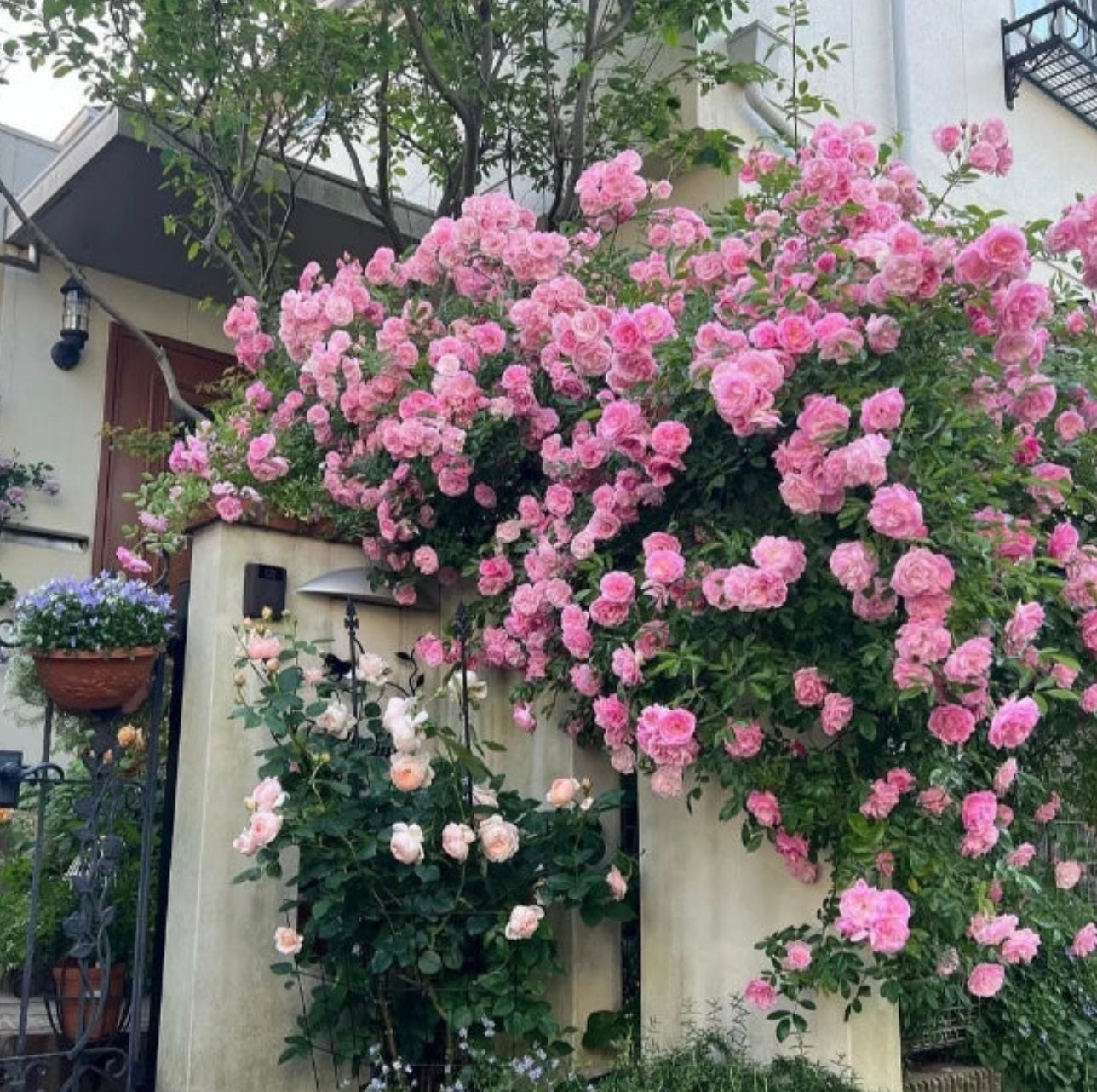 Elegant Climbing Rose Flower Seeds